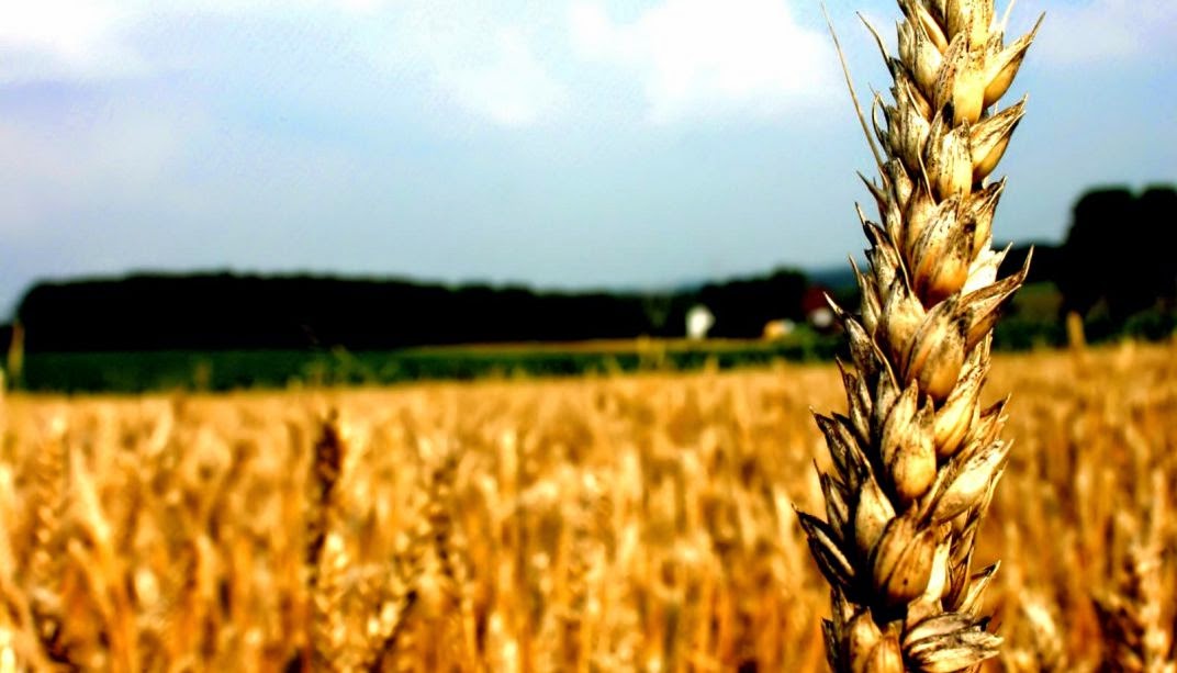 Presentan SAGARPA y CIMMYT más de 10 variedades mejoradas de trigo para regiones de México