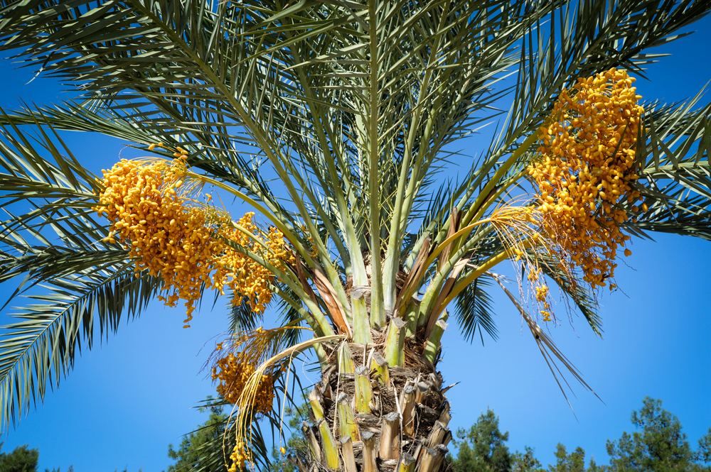Пальма где растет природная зона. Финиковая Пальма. Финиковая Пальма дерево. Финиковая Пальма (финик пальчатый). Финиковые пальмы в ОАЭ.