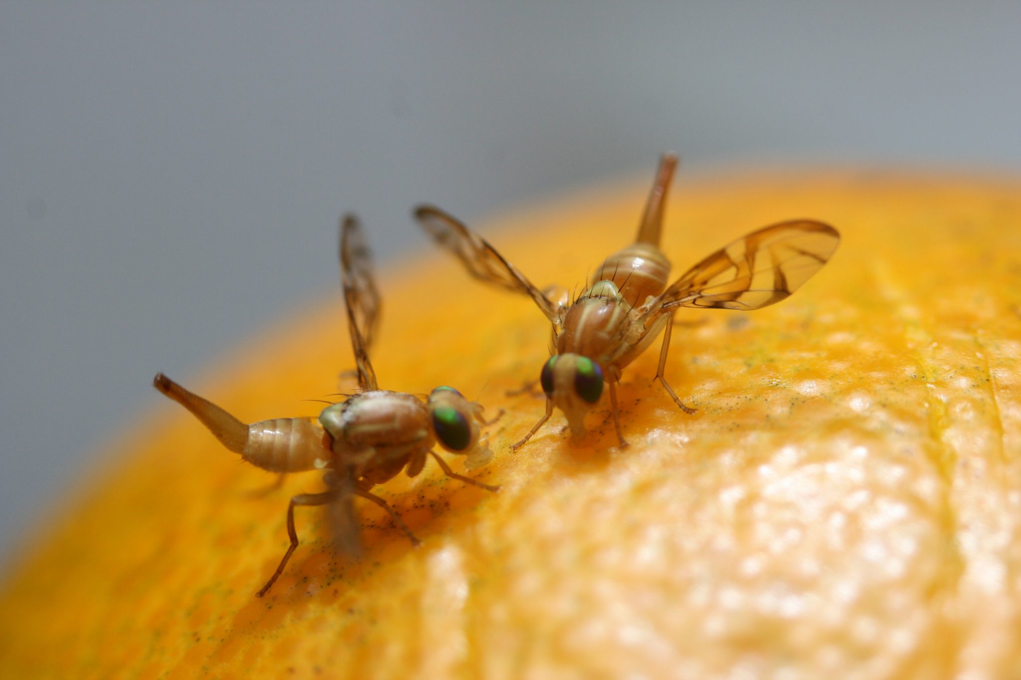 Mosquitos de la fruta como eliminarlos