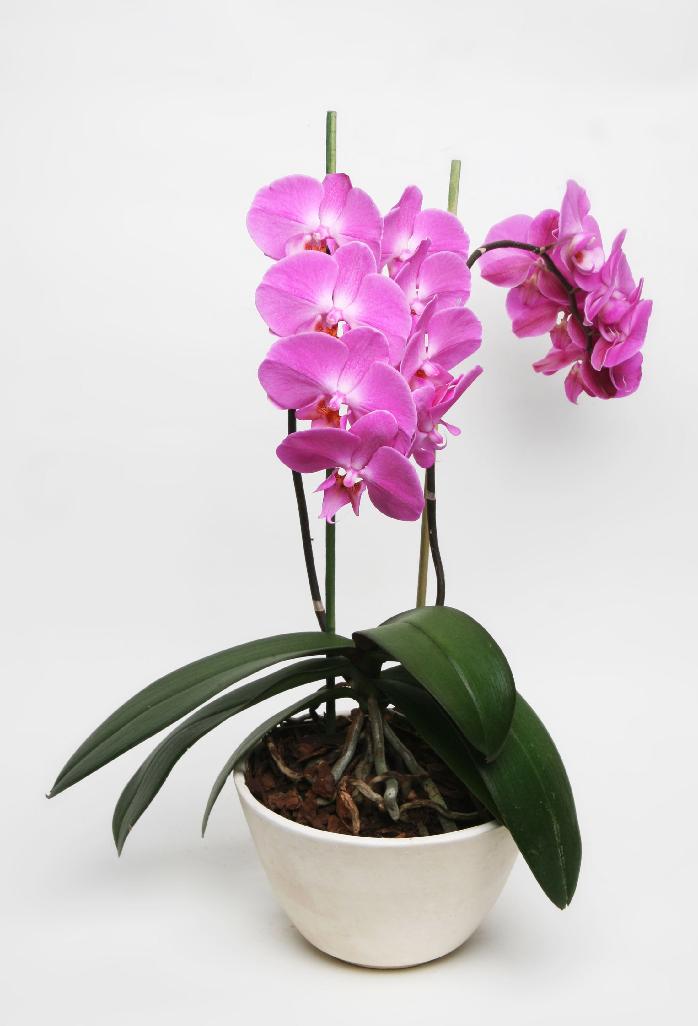 Cuidados de la orquídea: conoce todo sobre ella | Sitquije