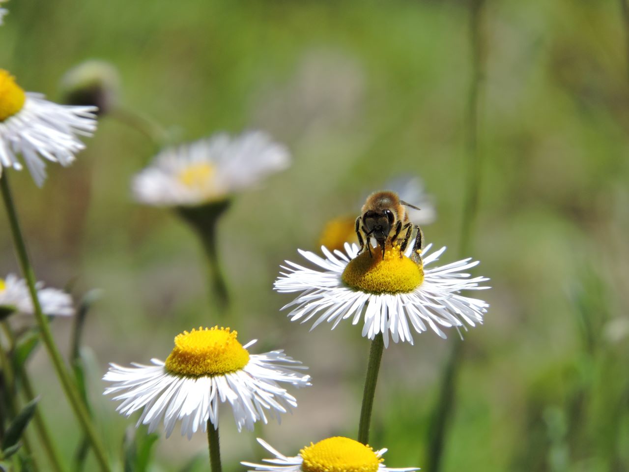 Siembran plantas nativas con flores para proteger a mariposas y abejas |  Sitquije