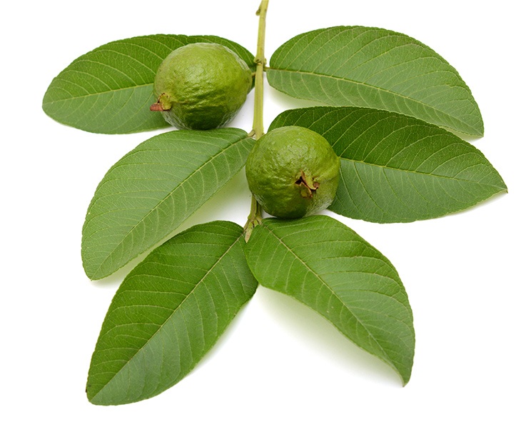 12 beneficios del té de hoja de guayaba | Sitquije